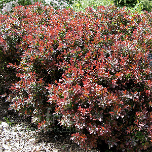 Berberis Thunbergii 'Atropurpurea Nana'