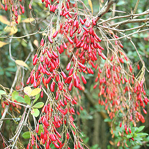 Berberis Koehneana 'Auramea'