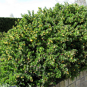 Berberis  Buxifolia 'Nana' - Berberis
