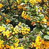 Berberis Darwinii