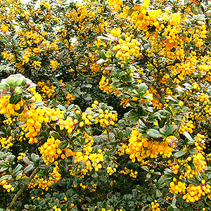 Berberis Darwinii - Berberis