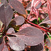 Berberis  Thunbergii - Rose Glow