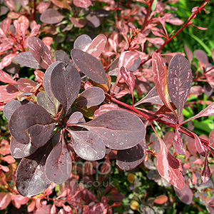 Berberis  Thunbergii 'Rose Glow' - Berberis