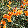 Berberis X Stenophylla