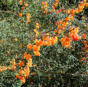 Berberis X Stenophylla - Berberis