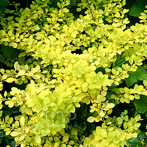 Berberis Thunbergii 'Aurea' - Golden Berberis