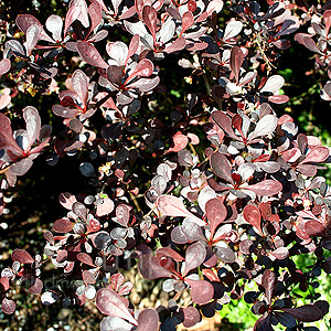 Berberis Thunbergii Darts Red Lady - Barberry, Berberis