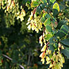 Berberis Vulgapis