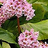 Bergenia Crassifolia