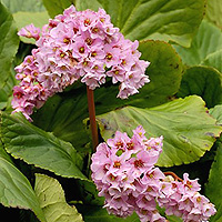 Bergenia Crassifolia - Elephant's Ears, Bergenia