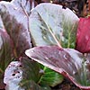 Bergenia Purpurascens