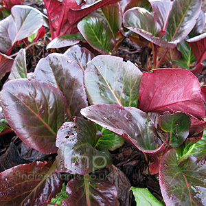 Bergenia Purpurascens - Elephants Ears, Bergenia