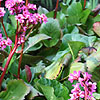 Bergenia Sunningdale