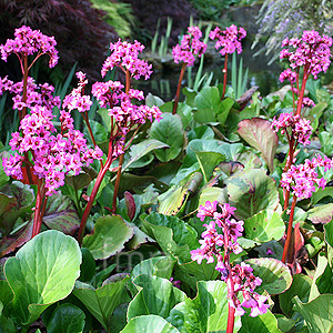 Bergenia 'Sunningdale' - Bergenia