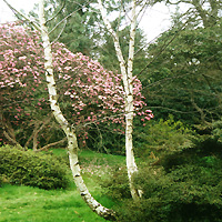 Betula Pendulla - Silver Birch