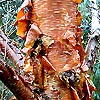 Betula Utilis - Prattii