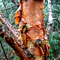 Betula Utilis 'Prattii' - Betula, Himalayan Birch