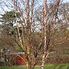 Betula Albo-Sinensis - Septentrionalis