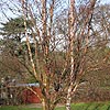 Betula Albo-Sinensis - Septentrionalis