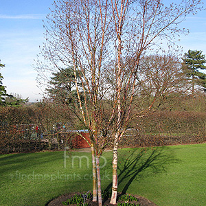 Betula Albo-Sinensis 'Septentrionalis' - Birch