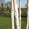 Betula Utilis - jaquemontii