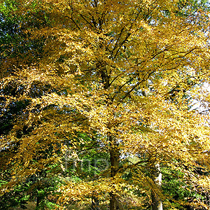 Betula Lenta - Birch, Betula