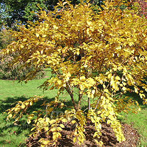 Betula Medwediewii - Cherry Birch, Betula