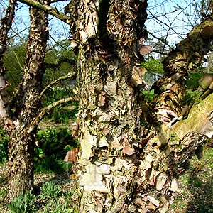 Betula Nigra - Paper  Bark Birch