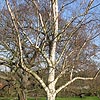 Betula Utilis