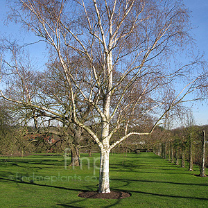 Betula Utilis - Himalayan Birch