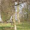 Betula Pendula - Youngii