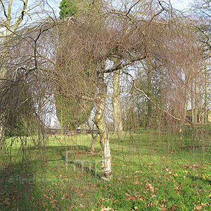 Betula Pendula 'Youngii' - Weeping Birch