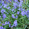 Hyacinthoides Non-Scripta