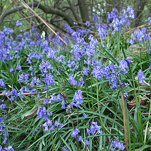 Hyacinthoides Non-Scripta - Bluebell