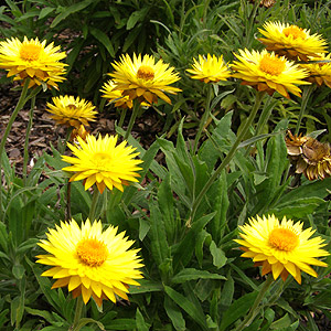 Bracteantha Bracteata 'Dargan Hill Monarch'