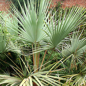 Brahea Armata - Blue Hesper Palm, Brahea