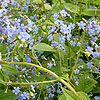 Brunnera Macrophylla - Langtrees