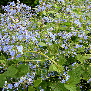 Brunnera Macrophylla 'Langtrees' - Siberian Bugloss