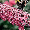 Buddleja Davidii - Pink Delight