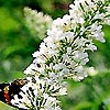 Buddleja Davidii - White Proffusion