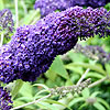 Buddleja Davidii - Adokeep