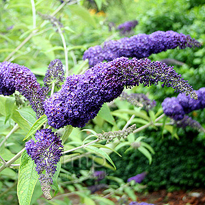 Buddleja Davidii Adokeep