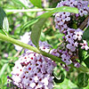 Buddleja Alternifolia