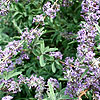 Buddleja Alternifolia - Argentea