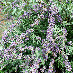 Buddleja Alternifolia Argentea - Buddleja