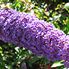 Buddleja Davidii - Nanho Blue