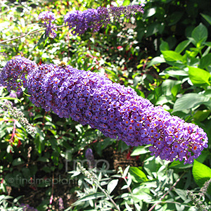 Buddleja Davidii 'Nanho Blue' - Butterfly Bush