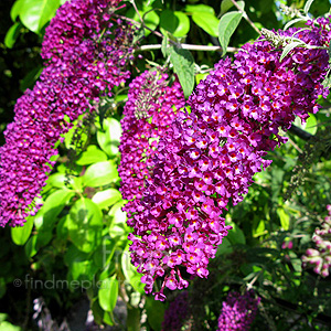 Buddleja Davidii 'Nanho Purple'