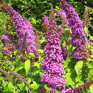 Buddleja Davidii 'Peakeep' - Butterfly Bush