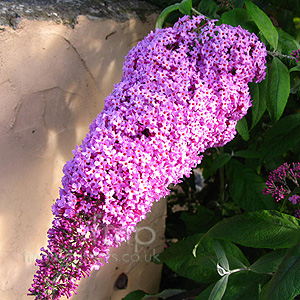 Buddleja Davidii 'Pink Perfection'